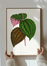 Green Bertolonia Guttata leaf botanical illustration print