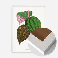 Green Bertolonia Guttata leaf botanical illustration print