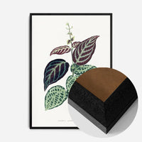 Green Bignonia Argyro Violascens leaf botanical illustration print