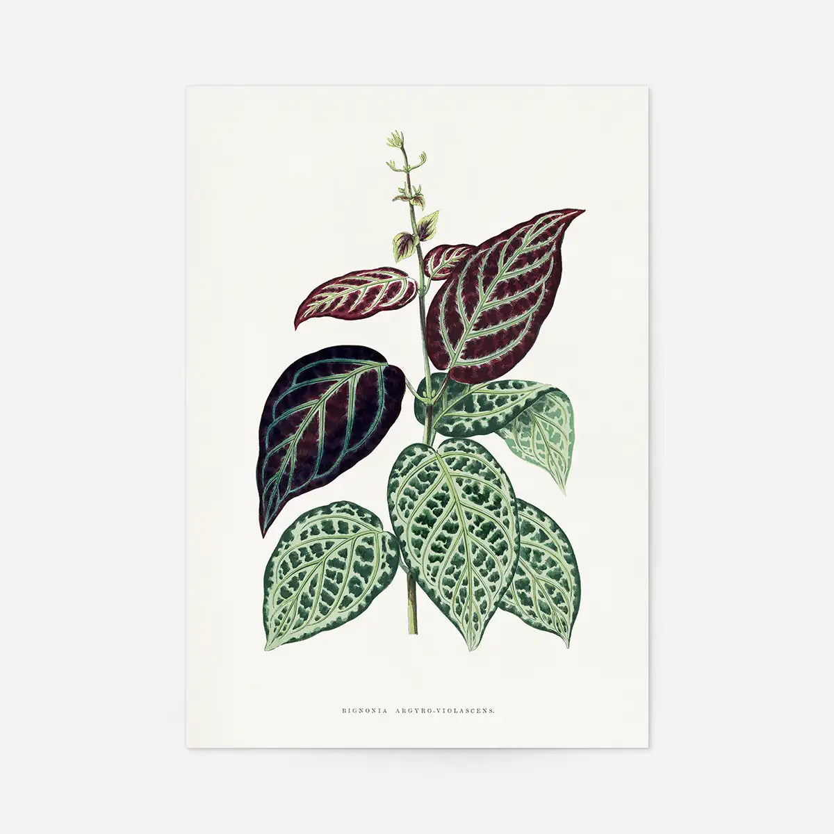 Green Bignonia Argyro Violascens leaf botanical illustration print