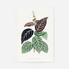 Green Bignonia Argyro Violascens leaf botanical illustration print