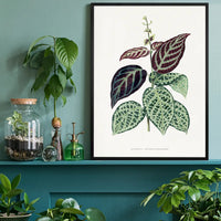 Green Bignonia Argyro Violascens leaf botanical illustration print