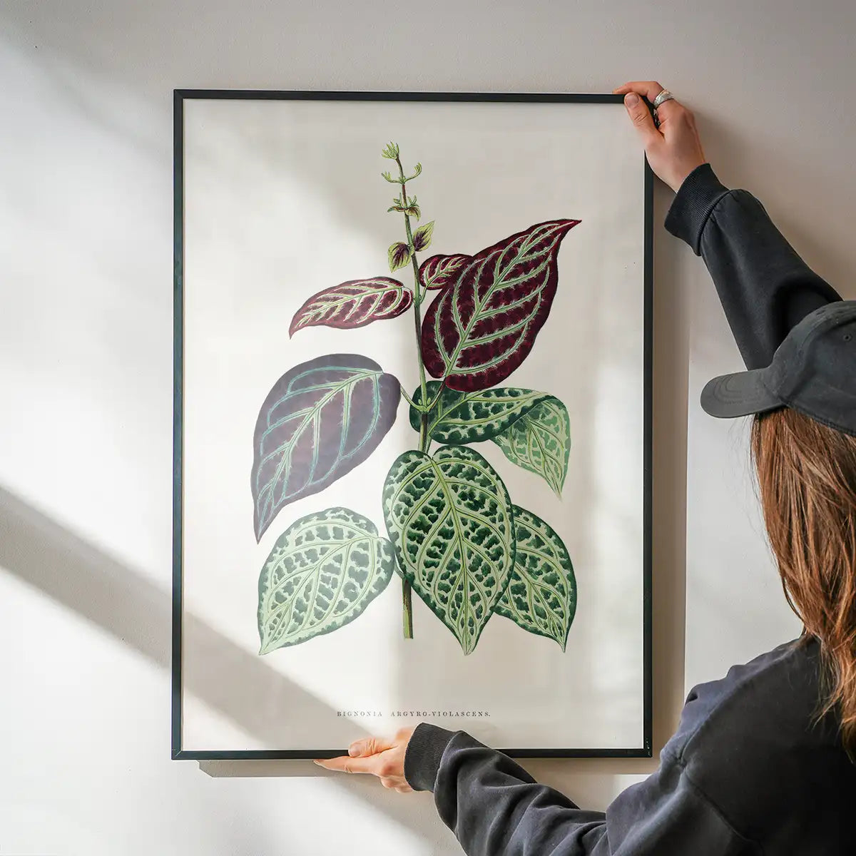Green Bignonia Argyro Violascens leaf botanical illustration print