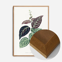 Green Bignonia Argyro Violascens leaf botanical illustration print