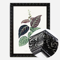 Green Bignonia Argyro Violascens leaf botanical illustration print