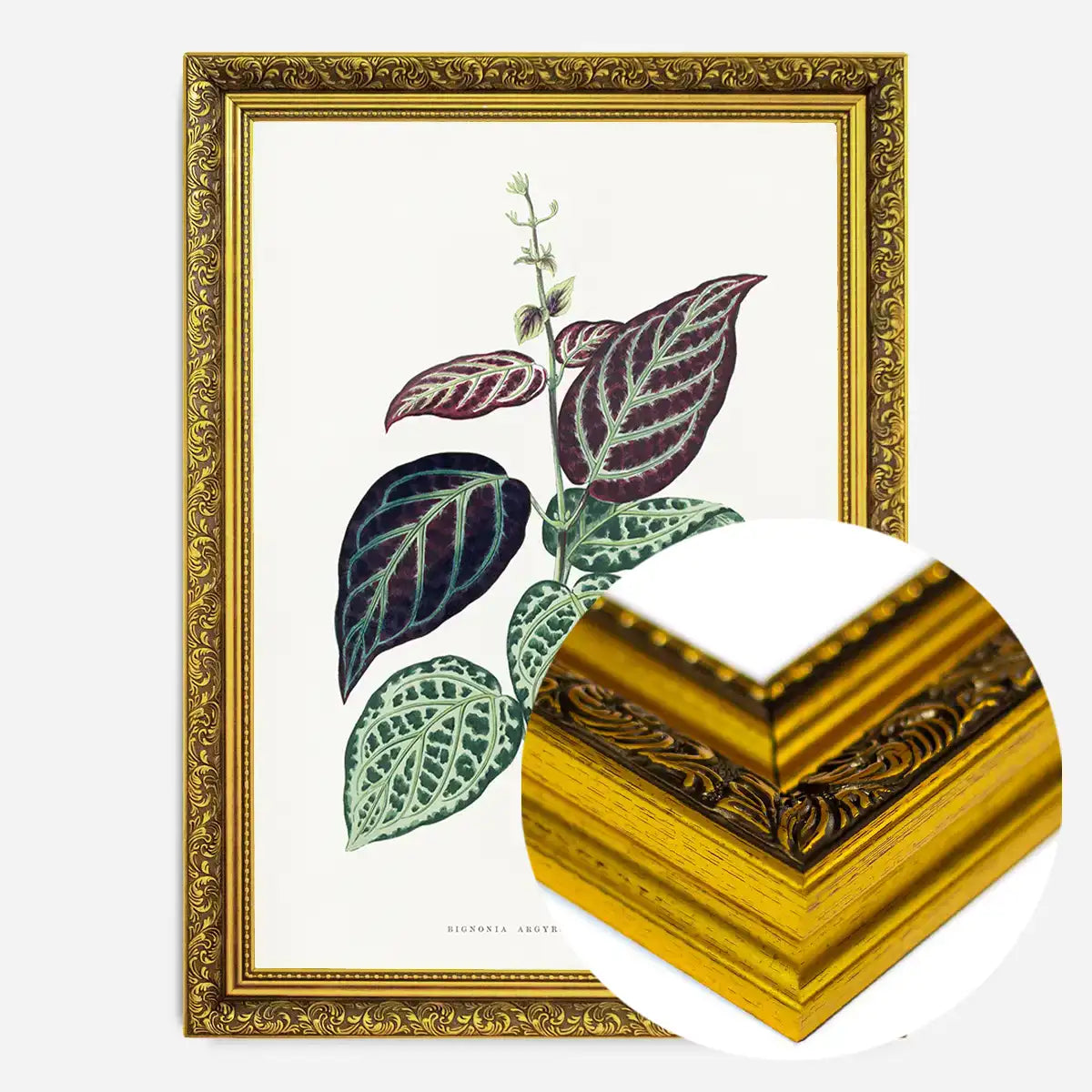 Green Bignonia Argyro Violascens leaf botanical illustration print