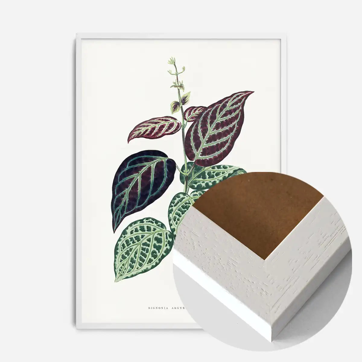 Green Bignonia Argyro Violascens leaf botanical illustration print
