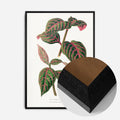 Black Wood Frame