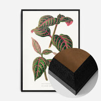 Green Eranthemum leaf botanical illustration print