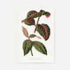 Green Eranthemum leaf botanical illustration print