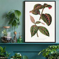 Green Eranthemum leaf botanical illustration print