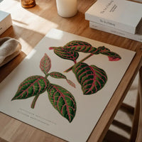 Green Eranthemum leaf botanical illustration print