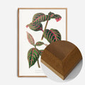 Oak Wood Frame