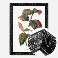 Green Eranthemum leaf botanical illustration print