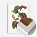 White Wood Frame