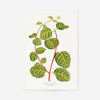 Green Lonicera Brachypoda leaf botanical illustration print
