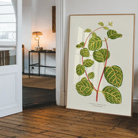 Green Lonicera Brachypoda leaf botanical illustration print