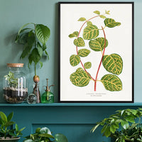 Green Lonicera Brachypoda leaf botanical illustration print