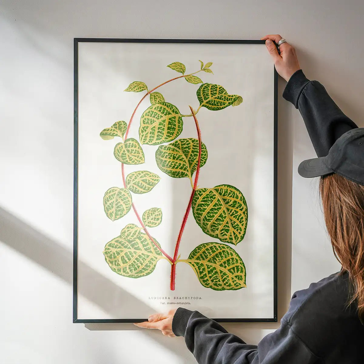 Green Lonicera Brachypoda leaf botanical illustration print