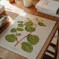 Green Lonicera Brachypoda leaf botanical illustration print