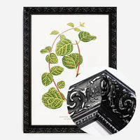 Green Lonicera Brachypoda leaf botanical illustration print