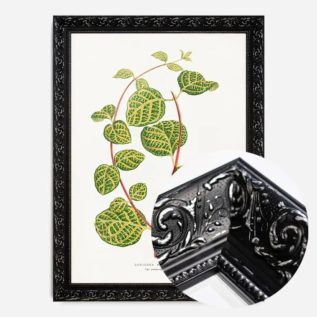 Green Lonicera Brachypoda leaf botanical illustration print