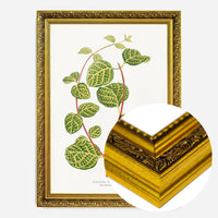 Green Lonicera Brachypoda leaf botanical illustration print