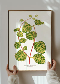 Green Lonicera Brachypoda leaf botanical illustration print