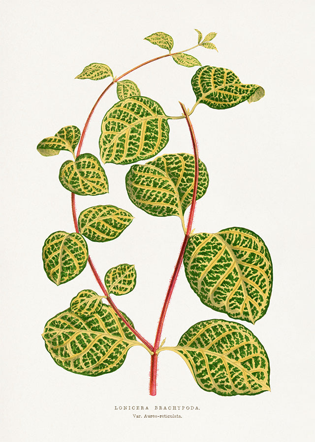 Green Lonicera Brachypoda leaf botanical illustration print