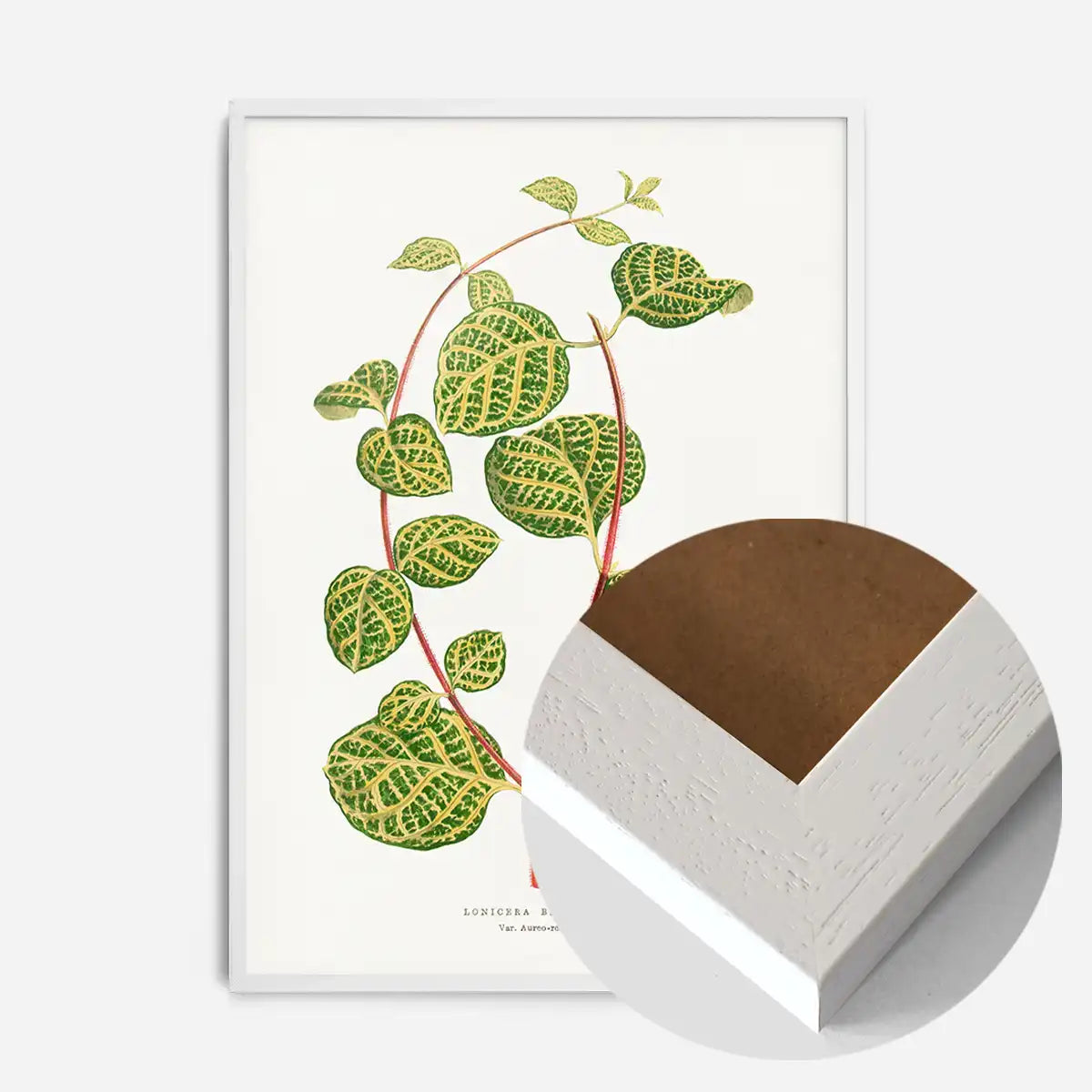 Green Lonicera Brachypoda leaf botanical illustration print