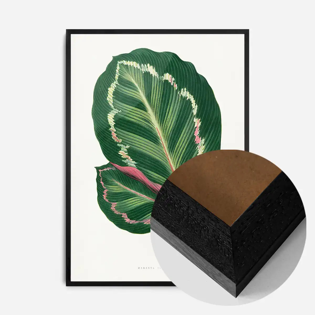 Green Mantara Illustris leaf botanical illustration print