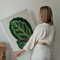 Green Mantara Illustris leaf botanical illustration print