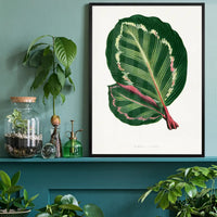 Green Mantara Illustris leaf botanical illustration print