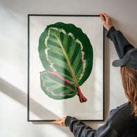 Green Mantara Illustris leaf botanical illustration print