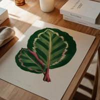 Green Mantara Illustris leaf botanical illustration print