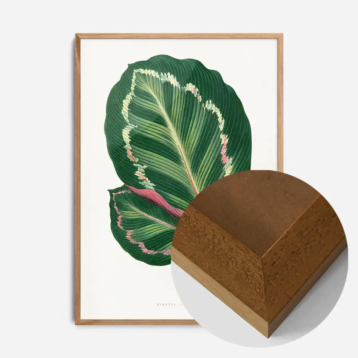 Green Mantara Illustris leaf botanical illustration print
