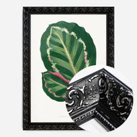 Green Mantara Illustris leaf botanical illustration print