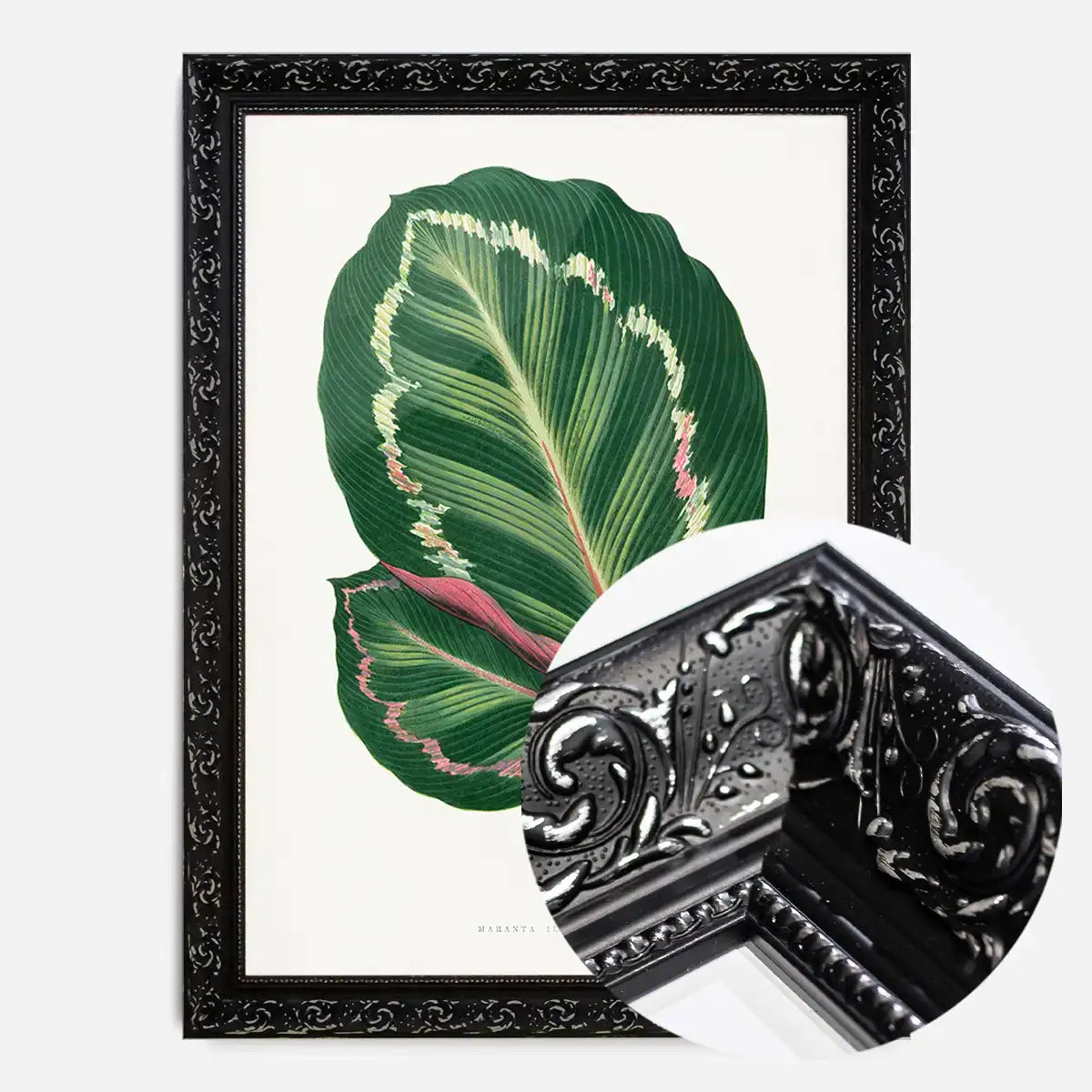 Green Mantara Illustris leaf botanical illustration print