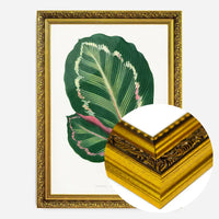Green Mantara Illustris leaf botanical illustration print