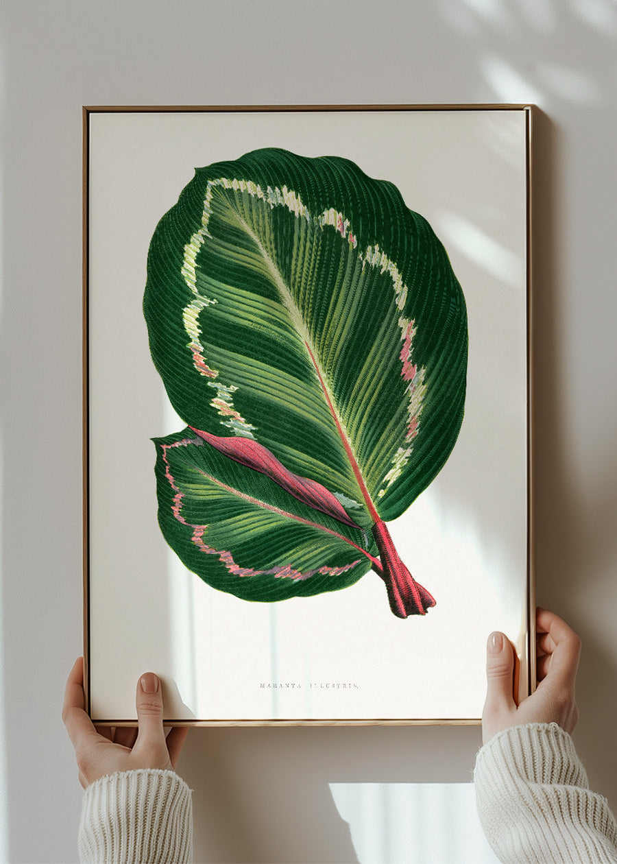 Green Mantara Illustris leaf botanical illustration print