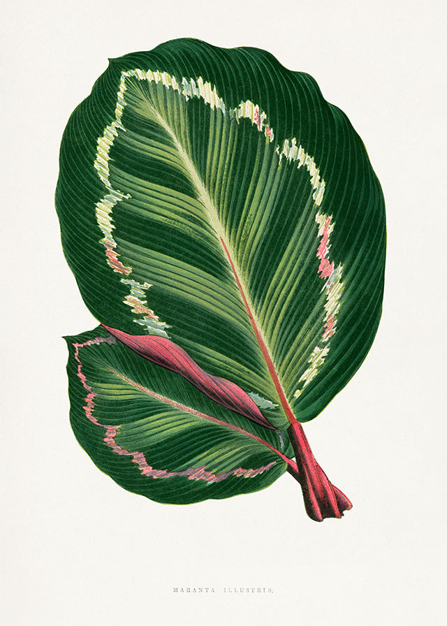 Green Mantara Illustris leaf botanical illustration print