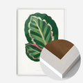 White Wood Frame