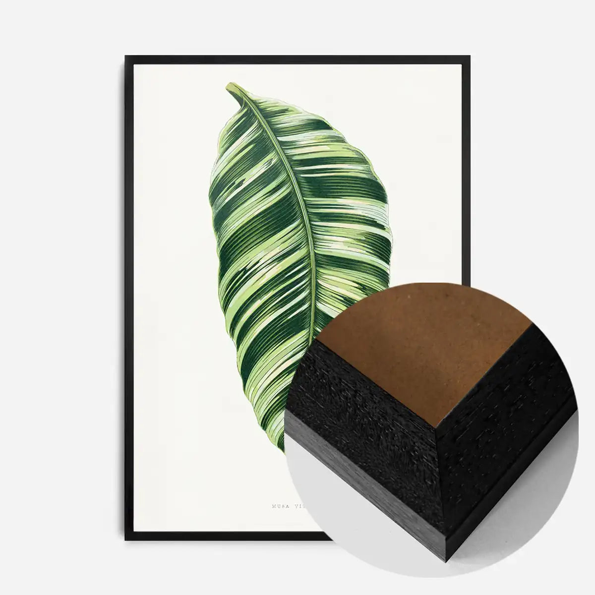 Green Musa Vittata leaf botanical illustration print