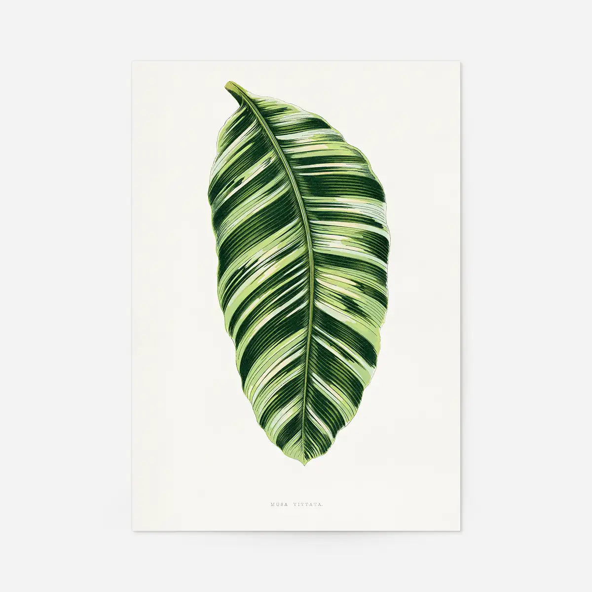 Green Musa Vittata leaf botanical illustration print