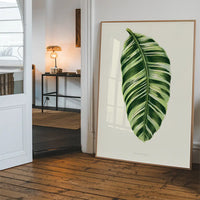 Green Musa Vittata leaf botanical illustration print
