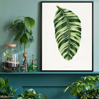 Green Musa Vittata leaf botanical illustration print
