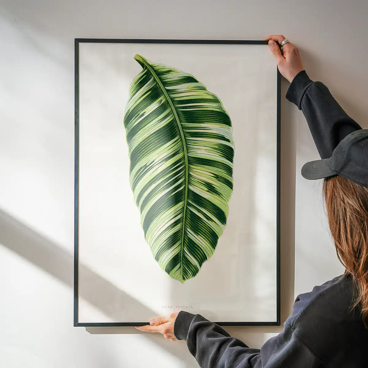 Green Musa Vittata leaf botanical illustration print