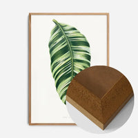 Green Musa Vittata leaf botanical illustration print