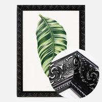 Green Musa Vittata leaf botanical illustration print