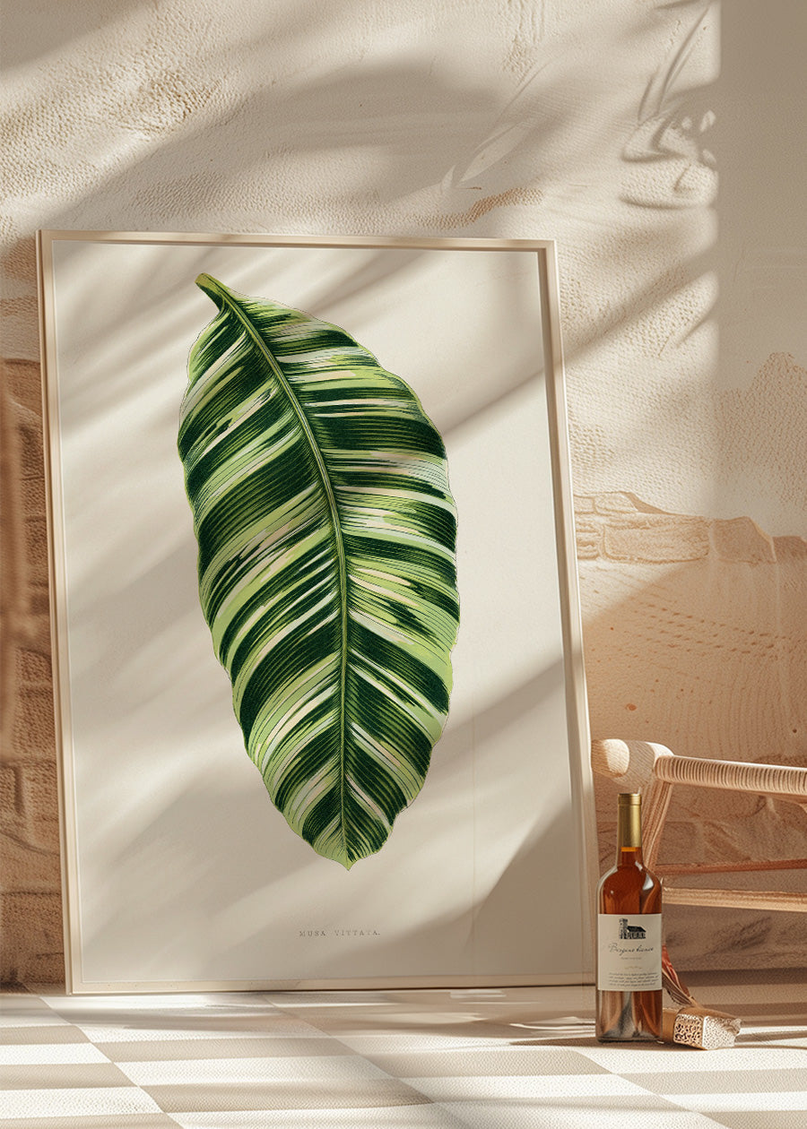 Green Musa Vittata leaf botanical illustration print